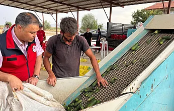 Afyon'dan Polonya'ya Kornişon Salatalık İhraç Edildi