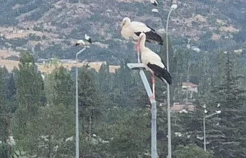 Afyonkarahisar'da Görenleri Şaşırtan Görüntü!