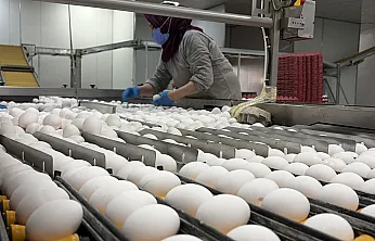 Afyonkarahisar Yumurta Üreticilerinden 'Tahıl Koridoru' Ve 'Hammadde' Çağrısı!