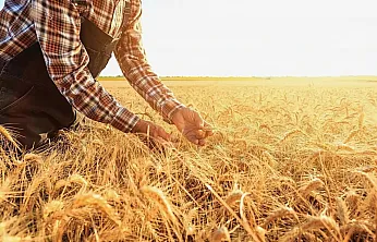 Afyonlu Çiftçiye Rahat Nefes Aldıracak Gelişme