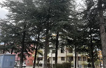 'Ağaçlar Korunsun, Bu Alana Fırın Ya Da Bina Yapılmasın'