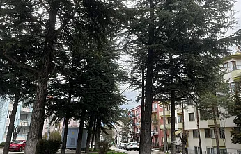 'Ağaçların Kesilmesi Söz Konusu Değil'