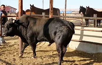 AKÜ'den Mandacılık Atılımı… Kısa Zamanda Faaliyete Geçecek