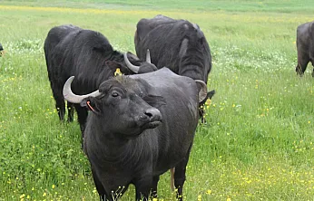 Anadolu Mandası İçin Proje Geliştirildi