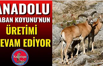 Anadolu Yaban Koyunu'nun Üretimi Devam Ediyor