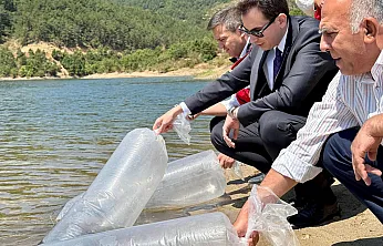 Barajlara 200 Bin Balık Bırakıldı