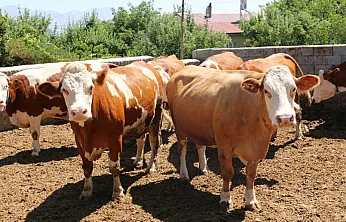 'Besilik Hayvan İthalatı'nda Yeni Tarih Açıklandı