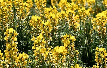 Bu Güzellik Sadece Afyon'da Var…