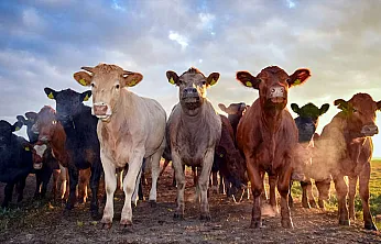 Bu Şartı Taşımayan Başvuramayacak. Afyonkarahisar'da Besilik Hayvan İthalatı Başvuruları Başlıyor