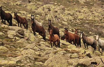Bulutların Dansı Ve Yılkı Atları Dron İle Görüntülendi