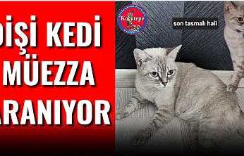 Dişi Kedi Müezza Aranıyor