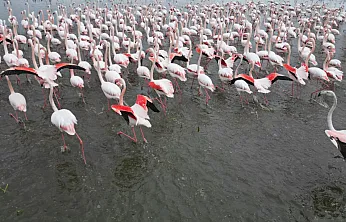 Eber Gölü Flamingolarla Canlandı