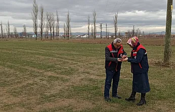 Ekinlerde Kambur Böceği Zararlısına Dikkat!