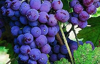 Emirdağ'ın Karacalar Üzümü Coğrafi İşaret Aldı