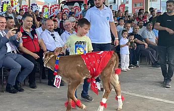 En güzel Buzağıyı Seçtiler