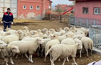Fakülte'den Satılık Koyun ve Dana