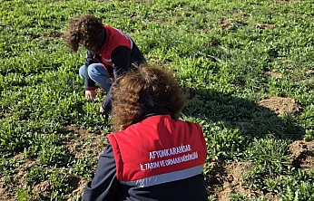 Haşhaş Üretiminde Türkiye'nin Lideri Afyon'da Haşhaş Tarlaları İncelendi