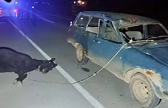 Hayatına Mal Oldu. Afyonkarahisar'da At Dehşeti!