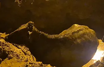 İnek Belediyenin Kazdığı Çukura Düştü