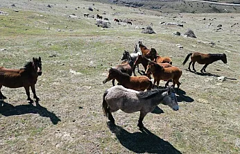 Isınan Hava Yılkı Atlarını Hareketlendirdi