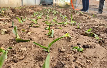 Kadın Üreticilere Salep Fidesi Dağıtıldı
