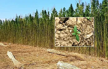 Kenevir Üretiminde Afyon'a Bir İyi, Bir Kötü Haber