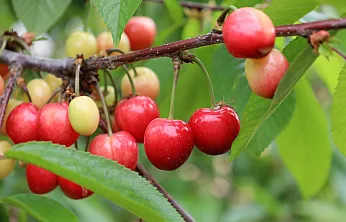 Kiraz İhracatında Umut Var