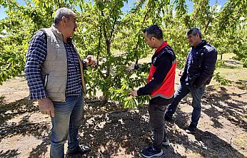 Kiraz Üretimi Kontrol Altında