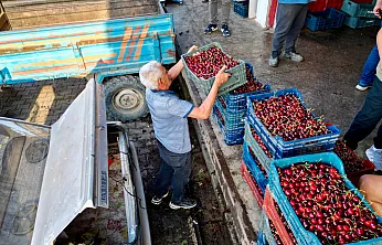 Napolyon Kirazında Rekolte Sevinci! Alım Noktaları Doldu Taştı