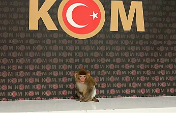 Polis Yaptığı Baskında Nesli Tükenmekte Olan Maymun Yakaladı