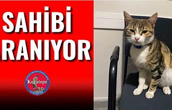 Sahibi Aranıyor