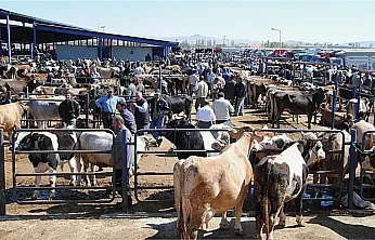 Şuhut Canlı Hayvan Pazarı Açılıyor