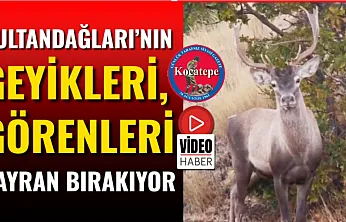 Sultandağları'nın Geyikleri, Görenleri Hayran Bırakıyor
