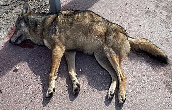 Vahşi Yaşamdaki Hayvanlar Zor Durumda