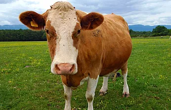 Vekaletle Kurban Kesim Bedelleri Belli Oldu