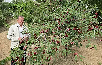 Vişne Üreticisi Taban Fiyat İstiyor