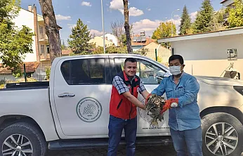 Yaralı Puhu Kuşu Koruma Altına Alındı