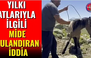 Yılkı Atlarıyla İlgili Mide Bulandıran İddia
