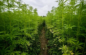 Yılların Hayali Gerçek Oluyor… Afyon'da Kenevir Üretimi İçin Büyük Adım