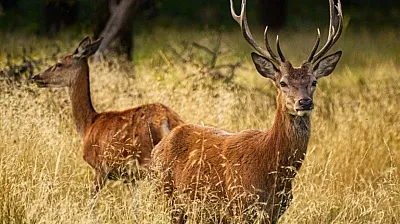 1,8 Milyon TL'ye Yaban Koyunu, 440 Bin TL'ye Kızıl Geyik Avı