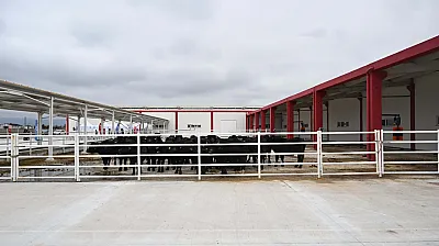 Afyon'da Manda Sütü Devrimi! AMANDA'nın Üretim Kapasitesi Katlandı