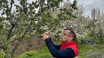 Afyon'da Zirai Don Etkisi Sonrası Tarlalar Tek Tek Kontrol Ediliyor