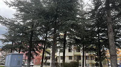 'Ağaçlar Korunsun, Bu Alana Fırın Ya Da Bina Yapılmasın'