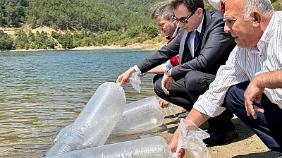 Barajlara 200 Bin Balık Bırakıldı