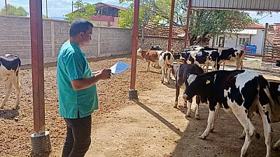 Evciler'de Hayvancılık İşletmelerinde Kontrol Ve Tespit Çalışması