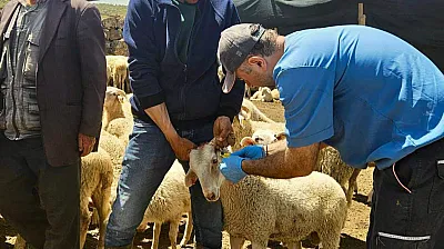 Halk Elinde Küçükbaş Hayvan Islahı Projesi Devam Ediyor