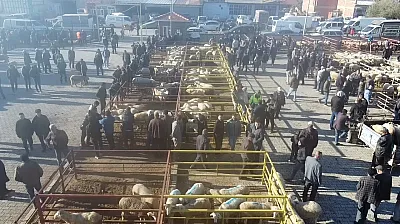 Uzun Süredir Kapalı Olan Canlı Hayvan Pazarı Açıldı