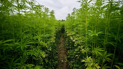 Yılların Hayali Gerçek Oluyor… Afyon'da Kenevir Üretimi İçin Büyük Adım