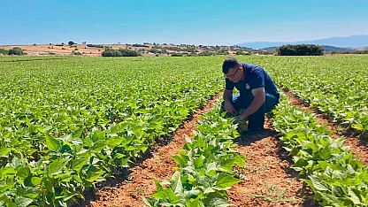 Afyon'da Barbunya ve Kornişon Üreticilerine Kritik Uyarı