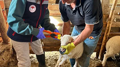 Afyon'da Küçükbaş Hayvanlar Küpeleniyor